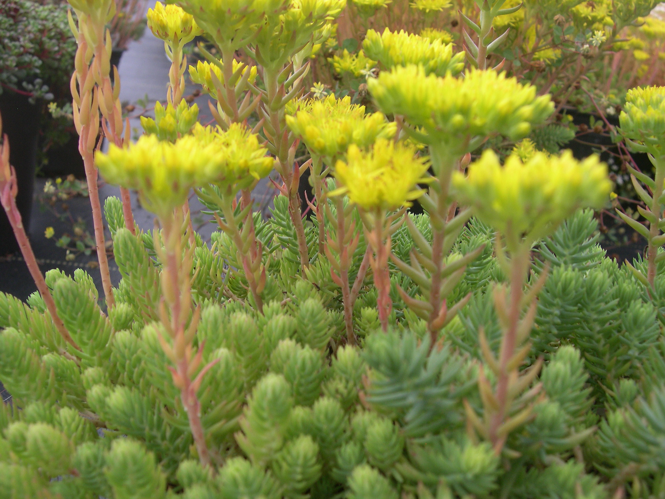 Sedum ochroleucum